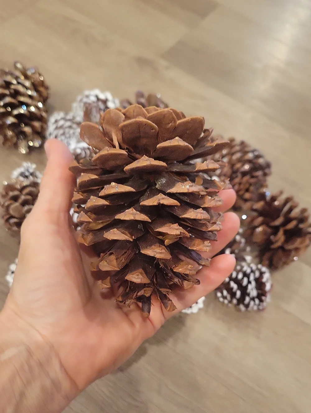 Holiday Pinecone Bundle